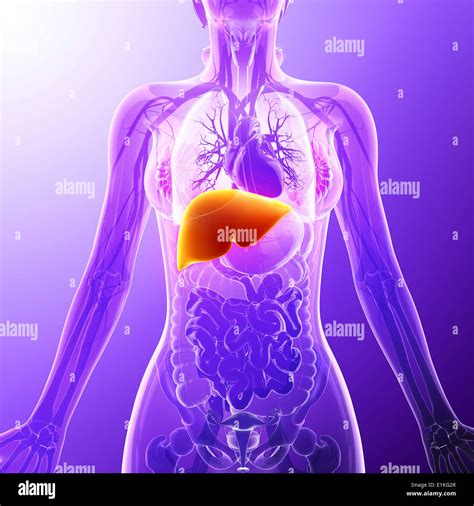 Human Liver Computer Artwork Stock Photo Alamy