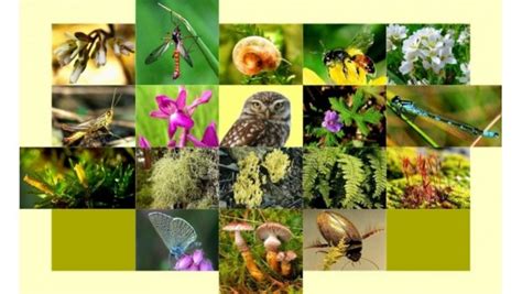 Mereka termasuk hewan endemik pulau kalimantan dan pulau sumatera, dan 10% populasi tersebar di wilayah sabah dan serawak, malaysia. 56+ Populer Gambar Flora Dan Fauna Negara Singapura