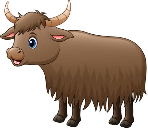 Yak Illustrations Royalty Free Vector Graphics And Clip Art Istock