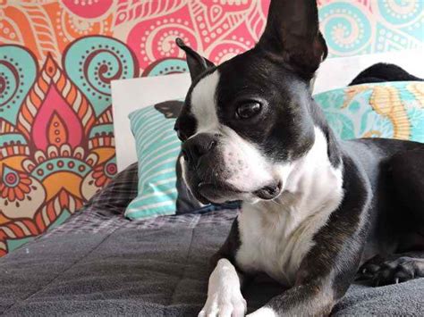 Why buy a boston terrier puppy for sale if you can adopt and save a life? Boston Terrier Rescue Austin Texas | PETSIDI