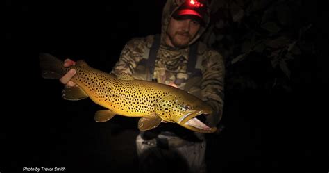 Night Fishing For Trout The Wiggle And Hang Troutbitten