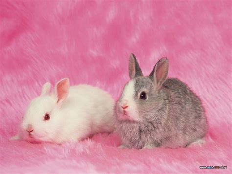 🔥 46 Pink Bunny Wallpaper Wallpapersafari