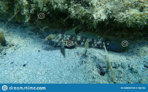Black Goby Gobius Niger Undersea Aegean Sea Greece Halkidiki Stock