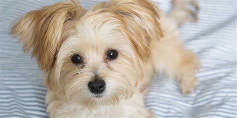 Most Popular Maltese Mixes Petsguided