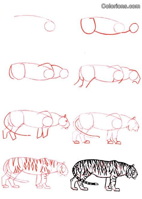 Comment Dessiner Un Tigre Facile Apprendre Dessiner Un Tigre Avec