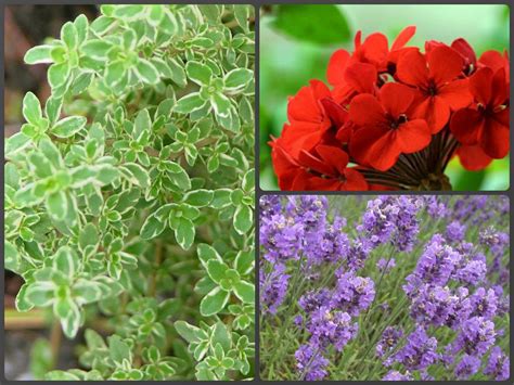 If you discover raccoon damage to any of your plants, you should act fast. Plants that deter cats from your front porch: Lemon Thyme ...