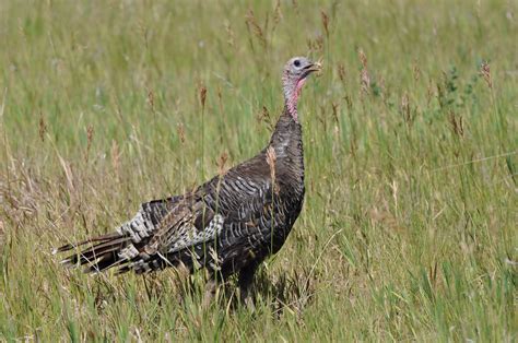 45 Free Eastern Wild Turkey Wallpaper Wallpapersafari