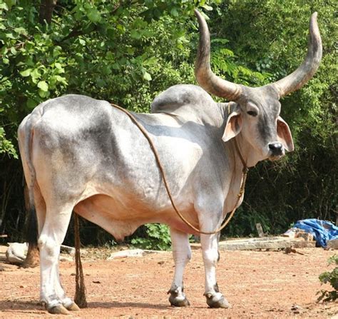 cow ox bull kankrej animal animals indian india cattle cows farm zebu bulls guzerat anatomy wild breeds mutt breed horns
