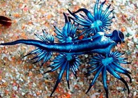 Encuentran Rara Especie Marina Conocida Como Dragón Azul En Playa De Sudáfrica