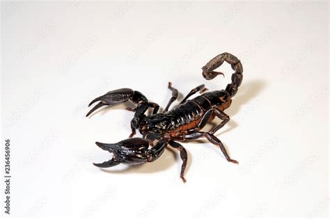 Blauer Thai Skorpion Asiatischer Kaiserskorpion Heterometrus
