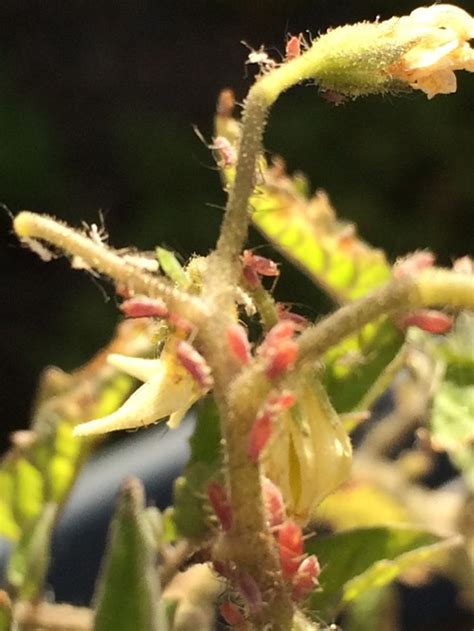 Small Red Bugs On My Tomato Plant