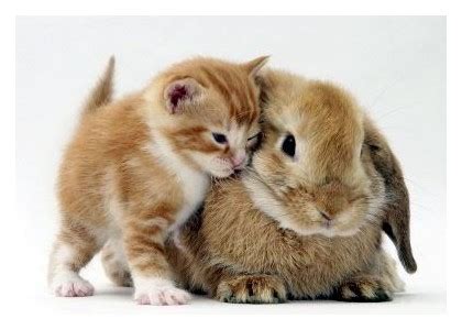 Bunnies are super cute and fuzzy, and those long floppy ears?! Bunny and Cat Look Alikes - Love Meow