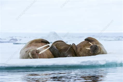 Atlantic Walruses Resting On Ice Stock Image C0546741 Science