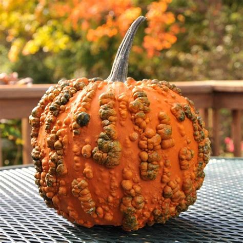 This Novelty Pumpkin Will Make Your Garden Extra Spooky Its Warty