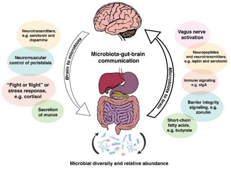 Gut Brain Axis Simplified Explained How It Affects Ou
