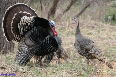 wild turkey meleagris gallopavo a beautiful male doing his courtship in front of a female