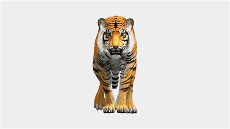 Tiger 3d View Animation