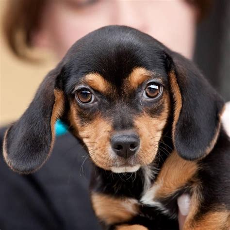 Adopt Bonnie On Petfinder Calm Dog Breeds Dog Friends Calm Dogs
