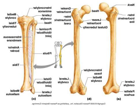 Labels for tibia and fibula. Anatomy The Bones Of The Lower Limb | MedicineBTG.com