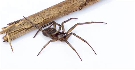 how to identify a false widow spider and what you should you do if one bites you staffordshire