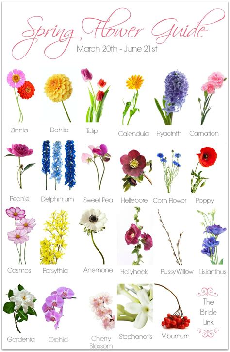 Top Spring Flowers Images And Names Top Collection Of