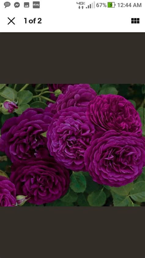 Ebb Tide Purple Rose 15 Seeds Perennial Easy To Grow Great Etsy