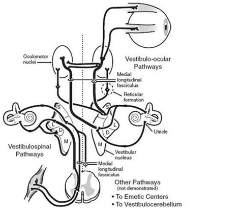 Schematic Representation Of The Vestibular System And Its Pathways