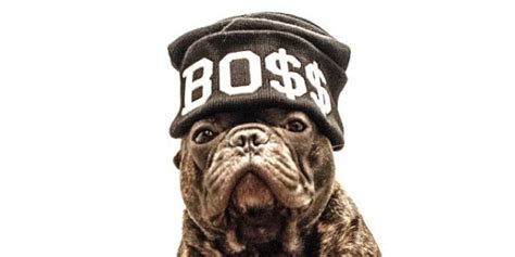 This Ridiculously Photogenic Bulldog Can Accessorize Like A Boss | HuffPost