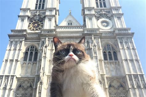 Follow Grumpy Cat The Worlds Most Miserable Mog As She Takes A Tour