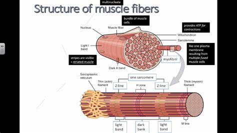 Structure Of Muscle Fibers Ib Biology Youtube
