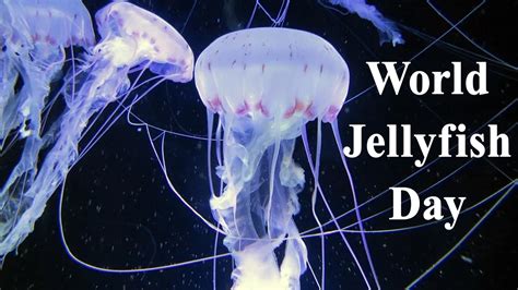 Festivals And Events News World Jellyfish Day 2020 Date 5 Cool Facts