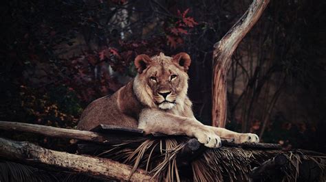 Wallpaper Lion Savanna 5k Animals 14875