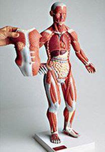 Modello Anatomico Muscolare 0345 59 Denoyer Geppert Addominale