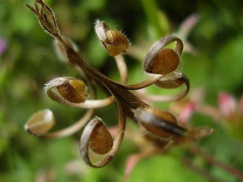 You'll need a magnifying glass if you want to. Aug2012 344 Geranium seedheads | Seed pods, Geraniums, Seeds