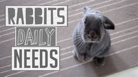 A Rabbits Daily Needs Youtube