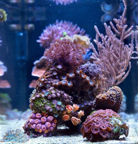 Lizzyanns Im Nuvo 20 Peninsula Mixed Nano Reef May 2020 Featured