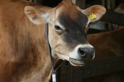 Smiling Cow Haha This Cow Just Made Me Laugh Dr Sisyphus Flickr