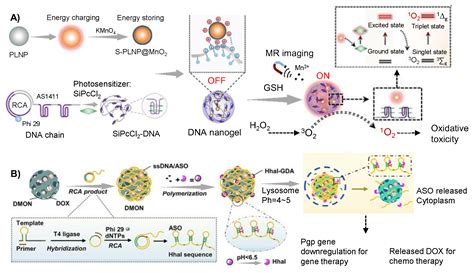 Gels Free Full Text Polymeric Dna Hydrogels And Their Applications