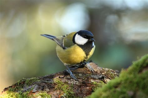 Plantentuin meise, een 92 hectare grote groene oase, vlak bij brussel, waar 18.000 plantensoorten groeien uit de hele wereld. Unsere größte Meise Foto & Bild | tiere, wildlife, wild ...