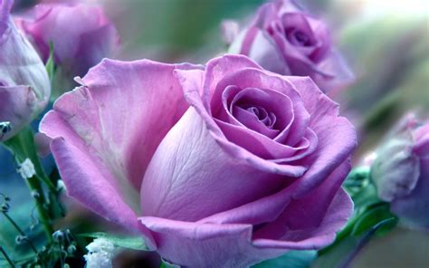, red roses hd wallpaper love relationships pinterest hd 1920×1200. Beautiful Roses HD Desktop Wallpapers in 1080p ~ Super HD ...