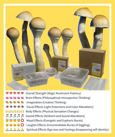 the best magic mushroom grow kits grow psychedelic mushrooms