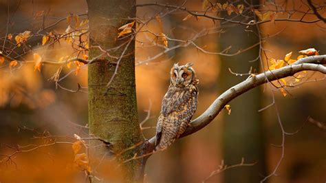 Bing Hd Wallpaper Oct 17 2022 Long Eared Owl In The Czech Republic