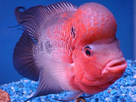 But while some fish pokémon, like goldeen and. flowerhorn fish