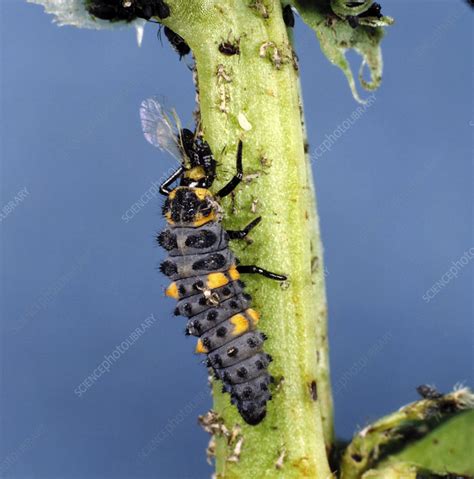 Ladybird Larva Eating Aphid Stock Image Z3300679 Science Photo