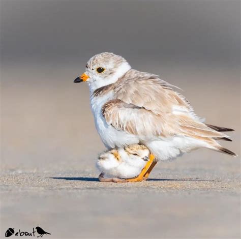 Piping Plover Cute Animals Cute Baby Animals Pet Birds