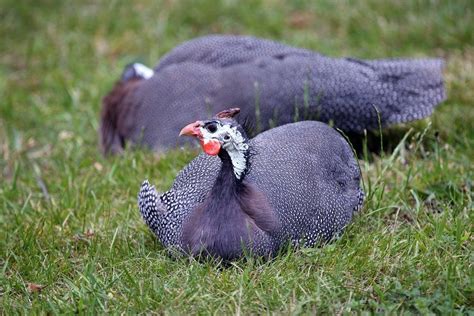Guinea Fowl Colors 7 Types Guinea Fowl With Various Beautiful Colors