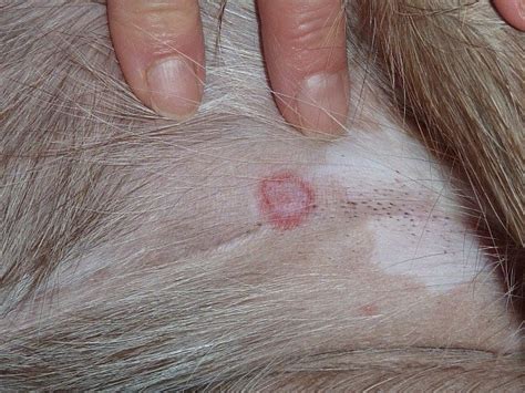 Itchy Paws Ringworm The Truth In Your Cats And Dogs
