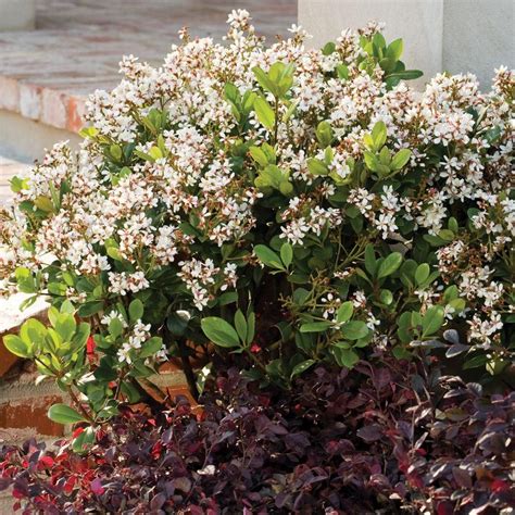 Sweetshrub tolerates light shade but will produce better foliage and bloom with some sun exposure. Pin on Rad Plants