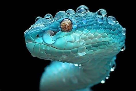 Blue White Lipped Pit Viper Animals Viper Snake Pit Viper