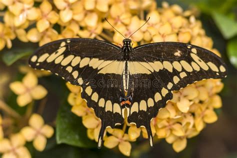 Eastern Tiger Swallowtail Papilio Glaucus Stock Image Image Of